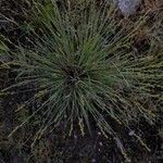 Carex canescens Flower