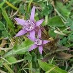 Gentianella germanica Flower