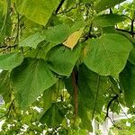 Catalpa ovata ഇല