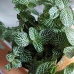 Fittonia albivenis Blatt