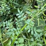 Nasturtium microphyllum Folha