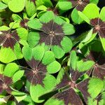 Oxalis tetraphylla 葉