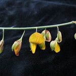 Crotalaria albida Tervik taim