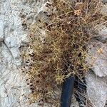 Sarcopoterium spinosum Libunga