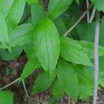 Myosotis macrosperma Leaf