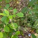 Searsia longipes Leaf
