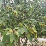 Cordia boissieri List