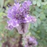 Phacelia tanacetifoliaFlower