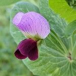 Pisum sativum Fleur