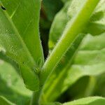 Nicotiana alata പുറംതൊലി