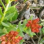 Rhodiola integrifolia Habit