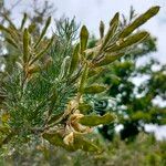 Adenocarpus decorticans Leaf