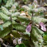 Teucrium scordium Fula