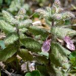 Teucrium scordium Цветок