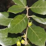 Quercus oleoides ഫലം