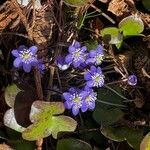 Hepatica nobilis 花