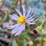 Symphyotrichum patens Flower