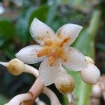 Tapeinosperma vieillardii Flor