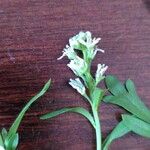 Lepidium sativum Flor