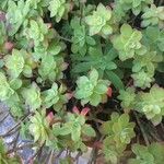 Sedum palmeri List