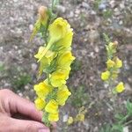 Linaria dalmatica Blüte