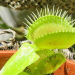 Dionaea muscipula পাতা