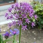 Allium nigrum Blüte