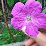 Geranium sanguineumFlor