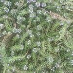 Verbena bracteata Blüte