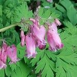 Dicentra formosa 花