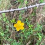 Hypericum brasiliense Λουλούδι