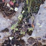 Cerastium scaposum