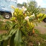 Nicotiana tabacum Folha