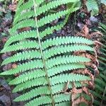 Osmundastrum cinnamomeum Leaf