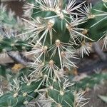 Cylindropuntia acanthocarpa Levél