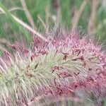 Cenchrus alopecuroides Flor