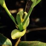 Cunonia macrophylla Casca