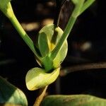 Cunonia macrophylla Φλοιός