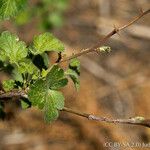 Ribes roezlii Habit