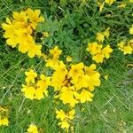 Linum flavum Flower