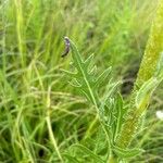 Silphium laciniatum Leaf