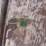 Medicago monspeliaca Leaf