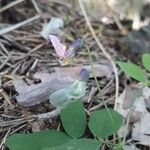 Lathyrus linifolius Flor