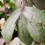 Hibiscus acetosella Φύλλο