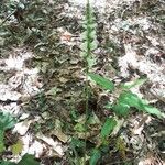 Spiranthes cernua Habit