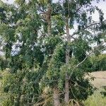Nothofagus alpina Hábito
