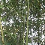 Bambusa vulgaris Folha