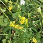 Melilotus officinalis Blad