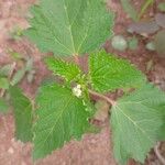 Croton hirtus Leaf