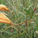 Oenothera stricta Blüte